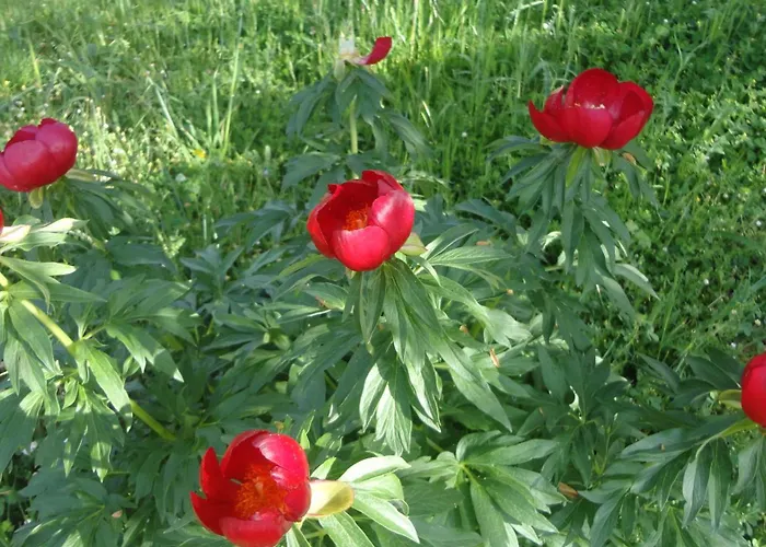 Vakantiehuis Casarancio 6 *